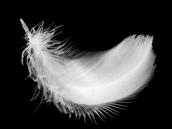 White feather Stock Photos, Royalty Free White feather Images